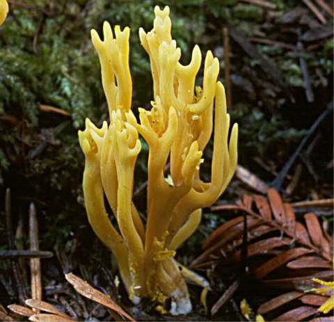 Clavulinopsis corniculata